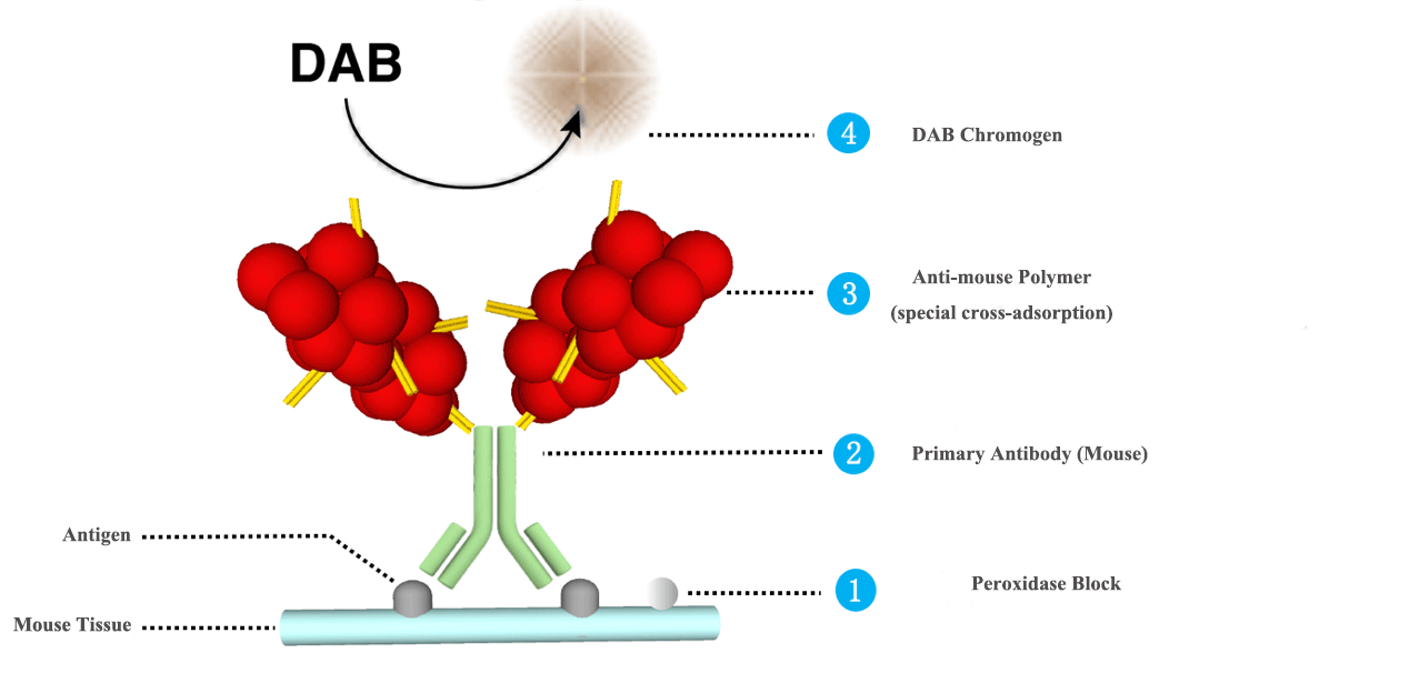 Immunohistochemistry detection scheme for MicroStacker™ Mouse-on-Mouse Polymer Kit